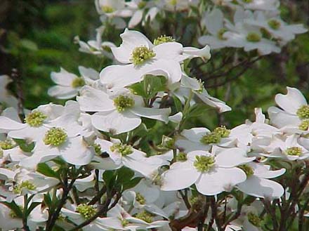 flowering_dogwood