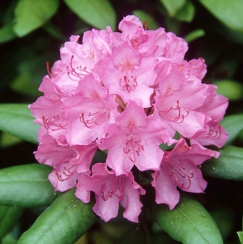 rhododendron-flower(1)